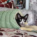 Warm Closed Cave Bed House for Cats Dogs